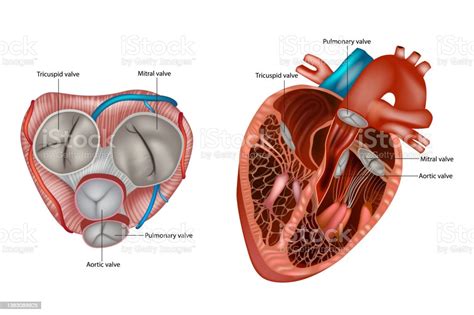 valve deutsch|heart valve deutsch.